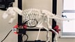 Featured image of 3D Printed T-Rex: 9 Great Curated Models