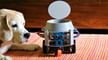 Imagen principal de The 15 Best Arduino Robot Projects