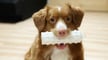 Featured image of The Best 3D Printed Dog Toys & Accessories