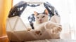 Featured image of The Best 3D Printed Cat Toys & Accessories
