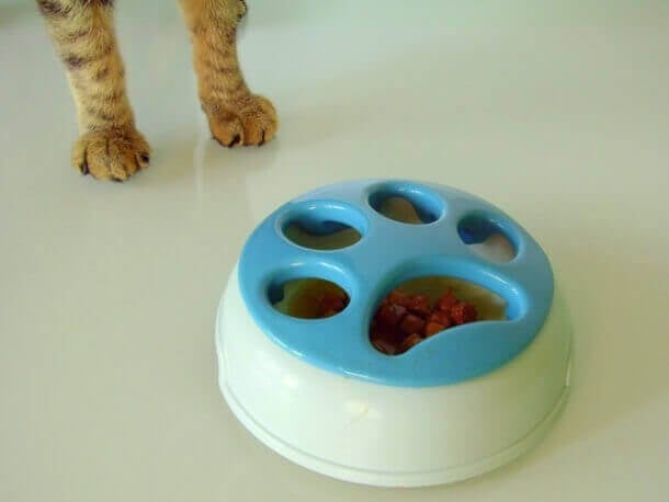 kitty slowfood