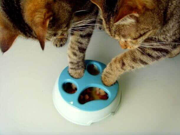 denim blue kitty slowfood