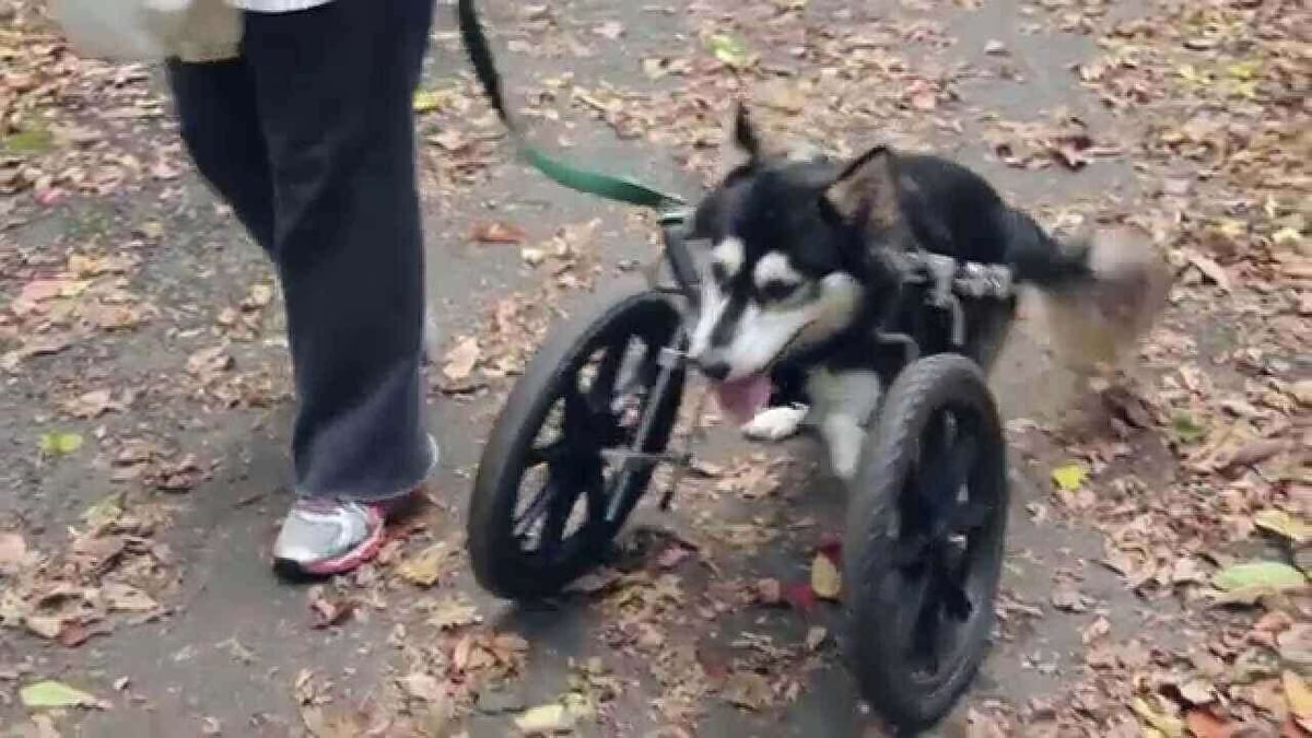 Just like a wheelchair for a dog. (source: 3d systems)