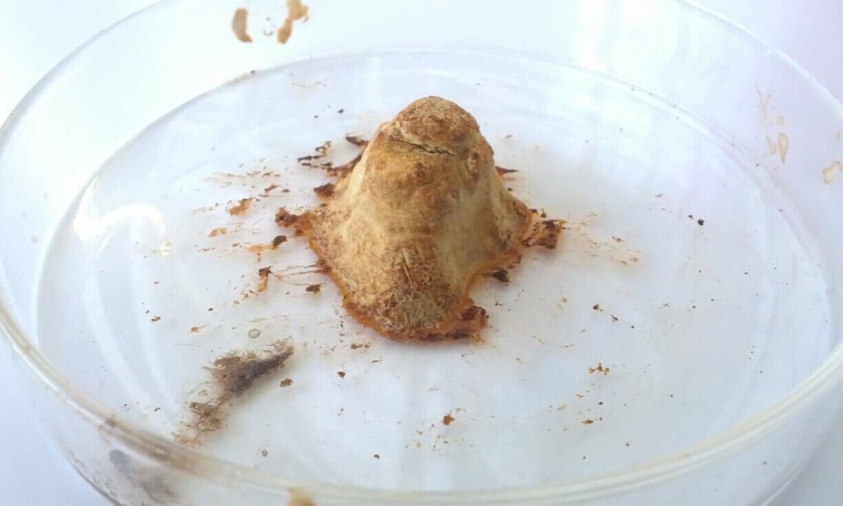The horn is being grown in a Petri dish (source: Pembient)
