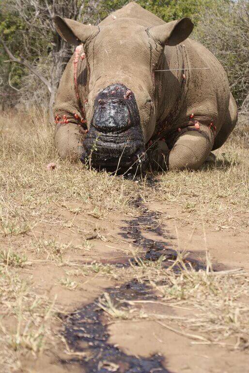 dead rhino