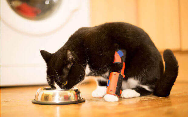 Sprocket and his Orthosis (Image: Fergus Fullarton Pegg)