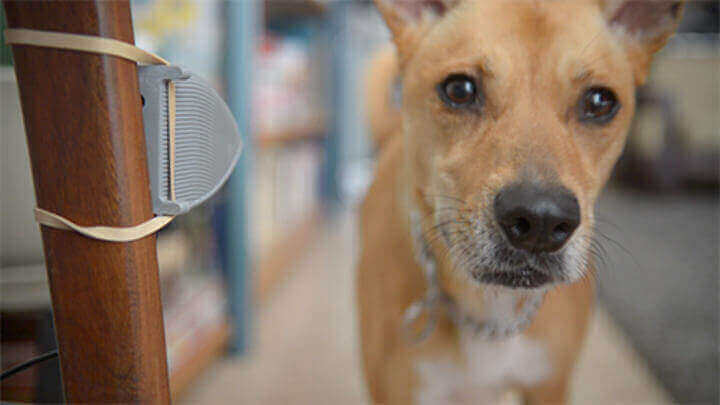 playdog