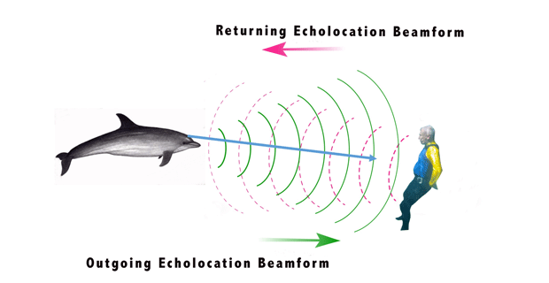 How-a-dolphin-echolocates