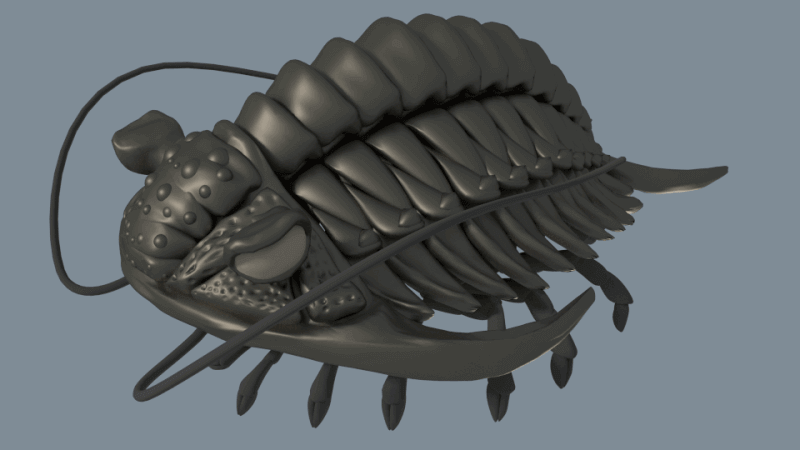 3d printed trilobites