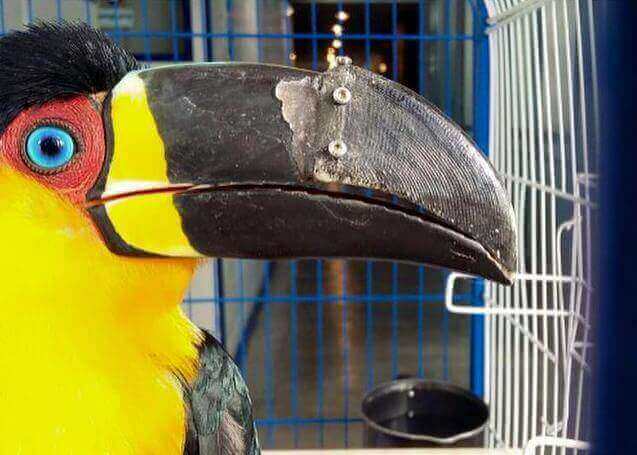 toucan