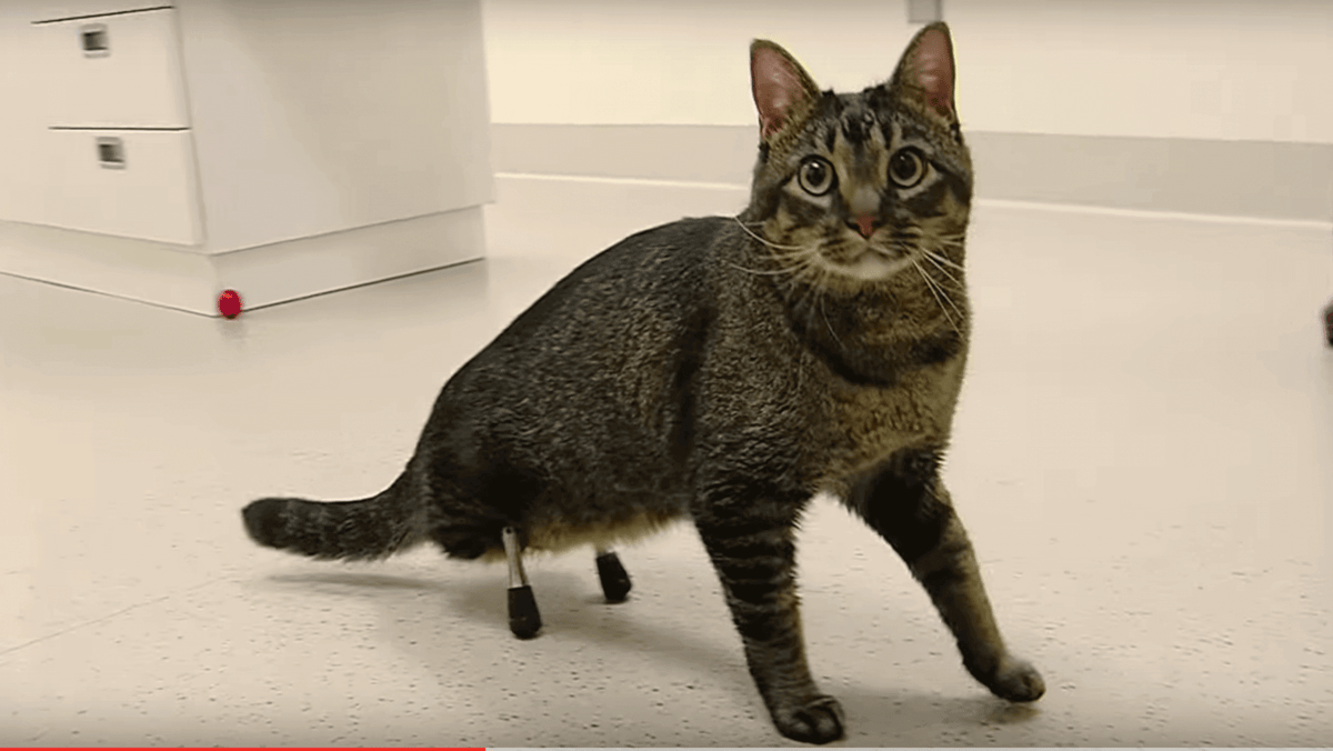 cat