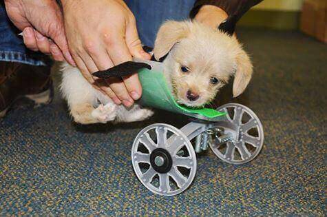 tumbles