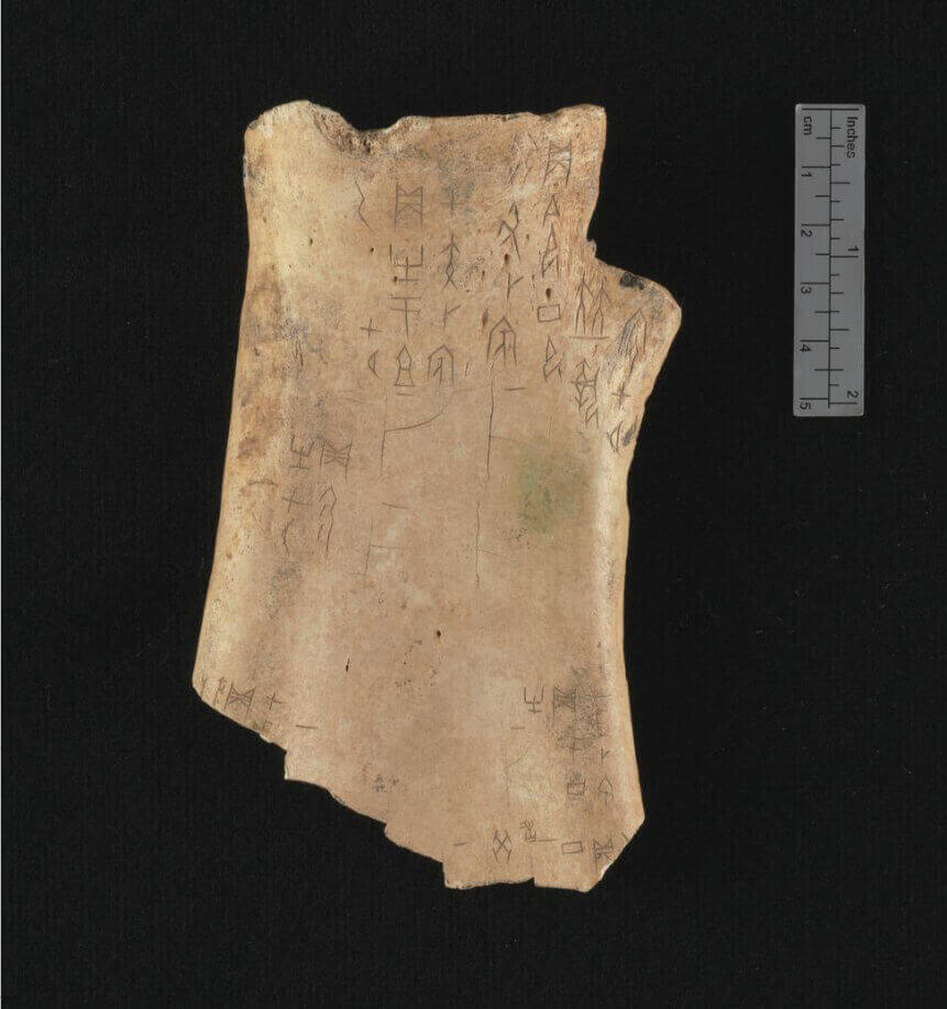 oracle bones ox shoulder