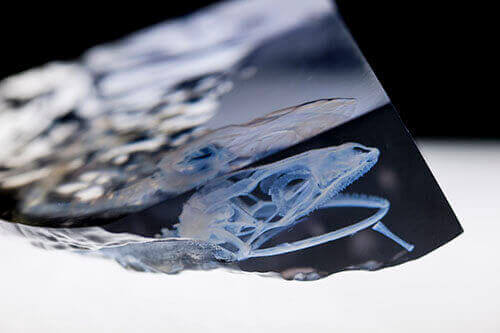 Gecko close-up
