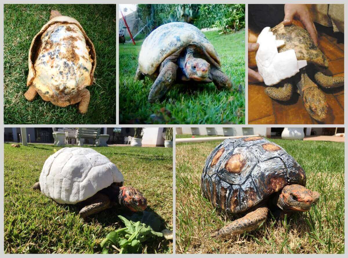 3D printed tortoise shell