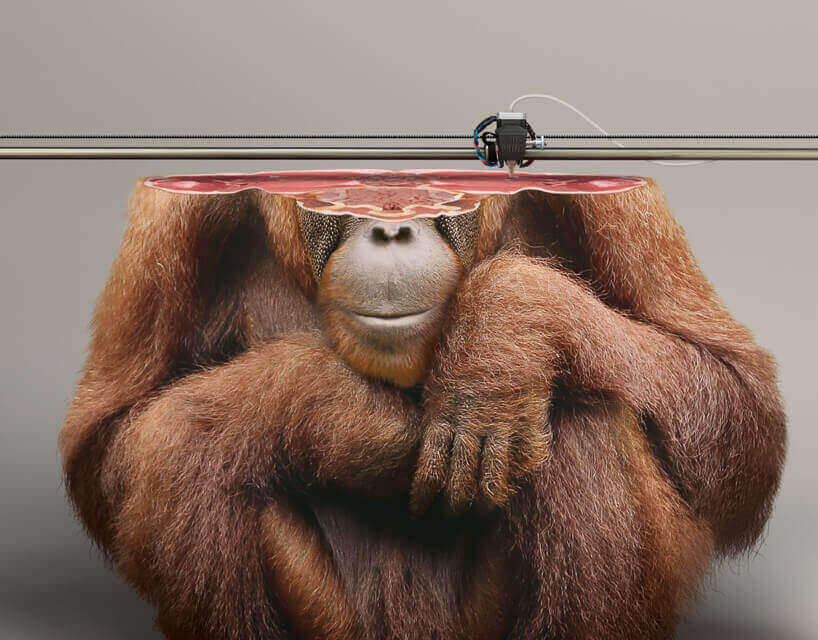 IFAW orangutan