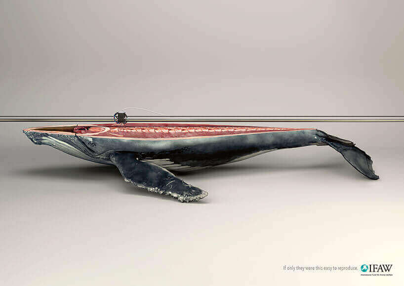 IFAW whale