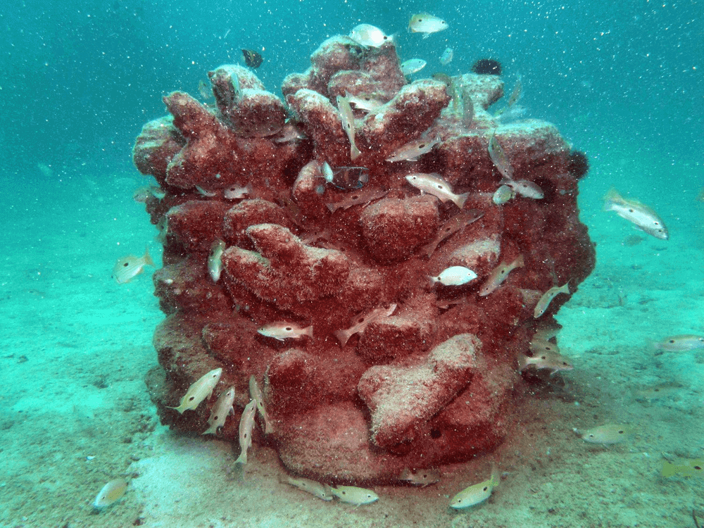 3D printed coral reef (Image: Reef Design Lab)