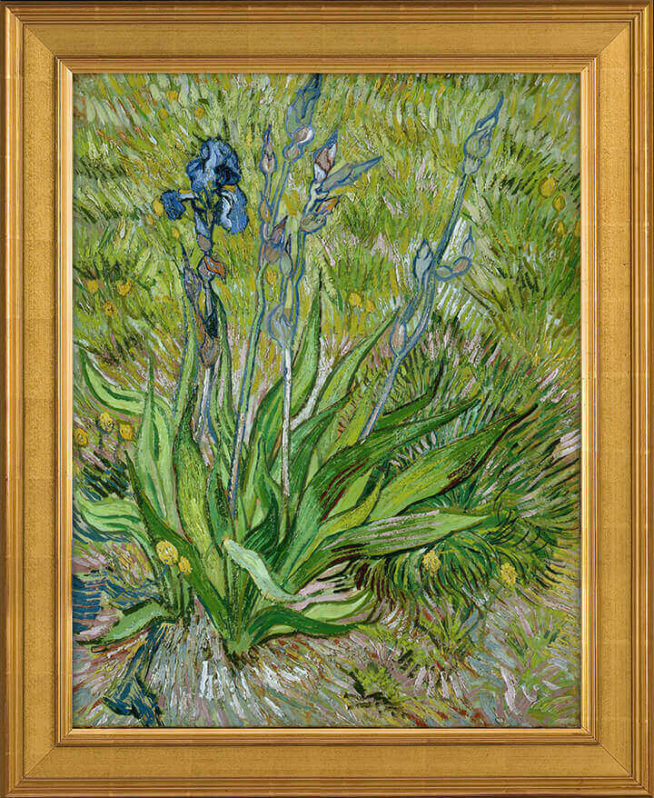 iris