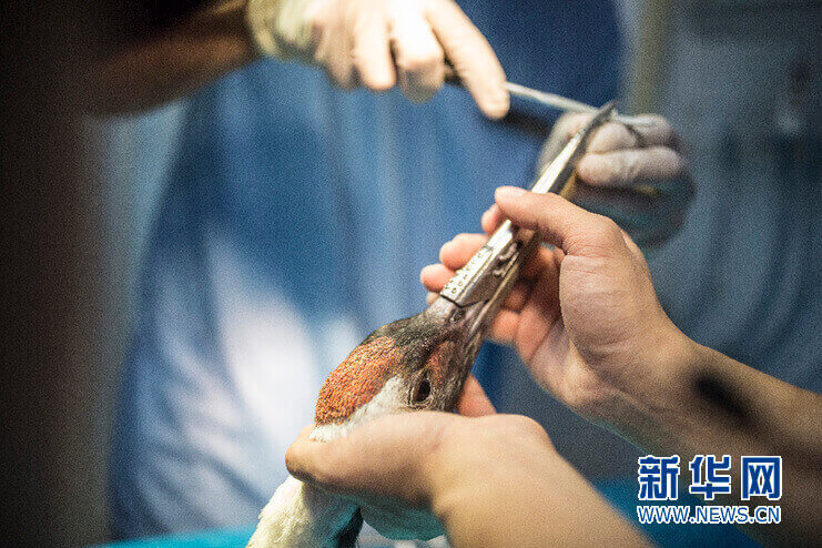 3d printed beak