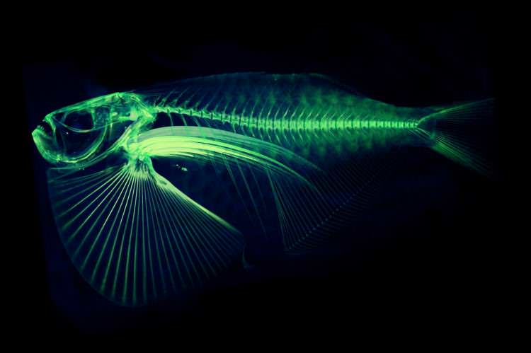 fish4
