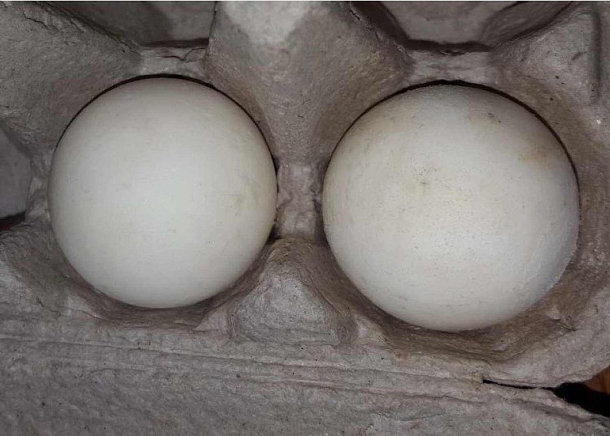 3D printed Turtle Eggs