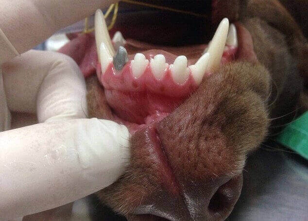 3D Printed tooth