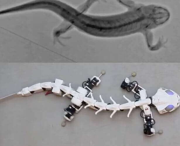 pleurobot