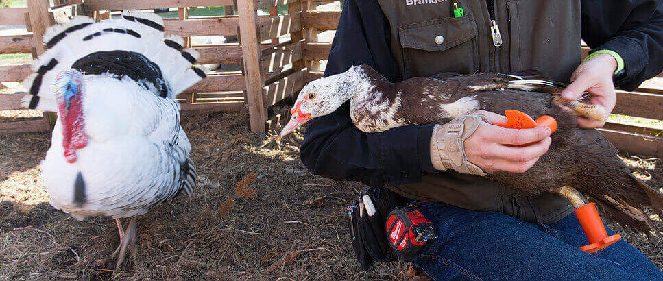 Brandon Herbst places prosthetic feet on a duck named, Philip, under the watchful eye of a turkey named, Monty, Friday, April 22, 2016 at the Autumn Farm Animal Sanctuary he owns along with his wife in Cedarburg, Wis. The Muscovy duck, which lost its feet to frostbite, was given prosthetic feet made by Oshkosh teacher Jason Jischke with a 3D printer. He is now permanent resident at the farm. MARK HOFFMAN/MHOFFMAN@JOURNALSENTINEL.COM