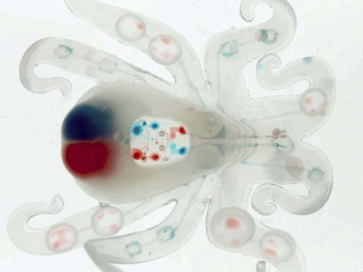 octobot
