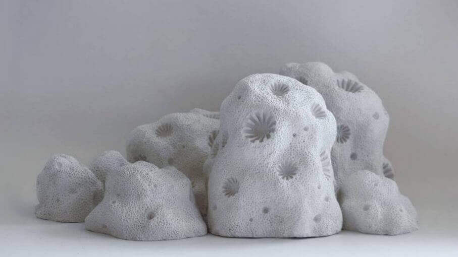 coral reefs