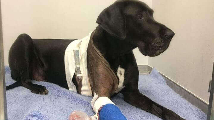 big-dog