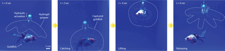Hydrogel Robots