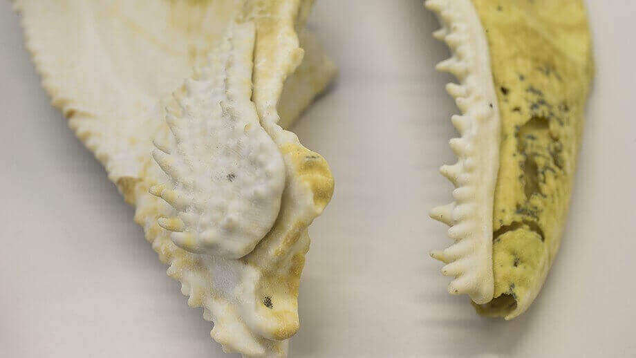 400-million-year-old fish