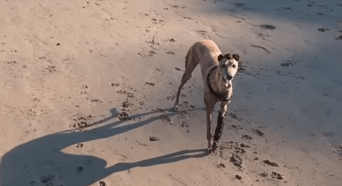 Millie the Greyhound