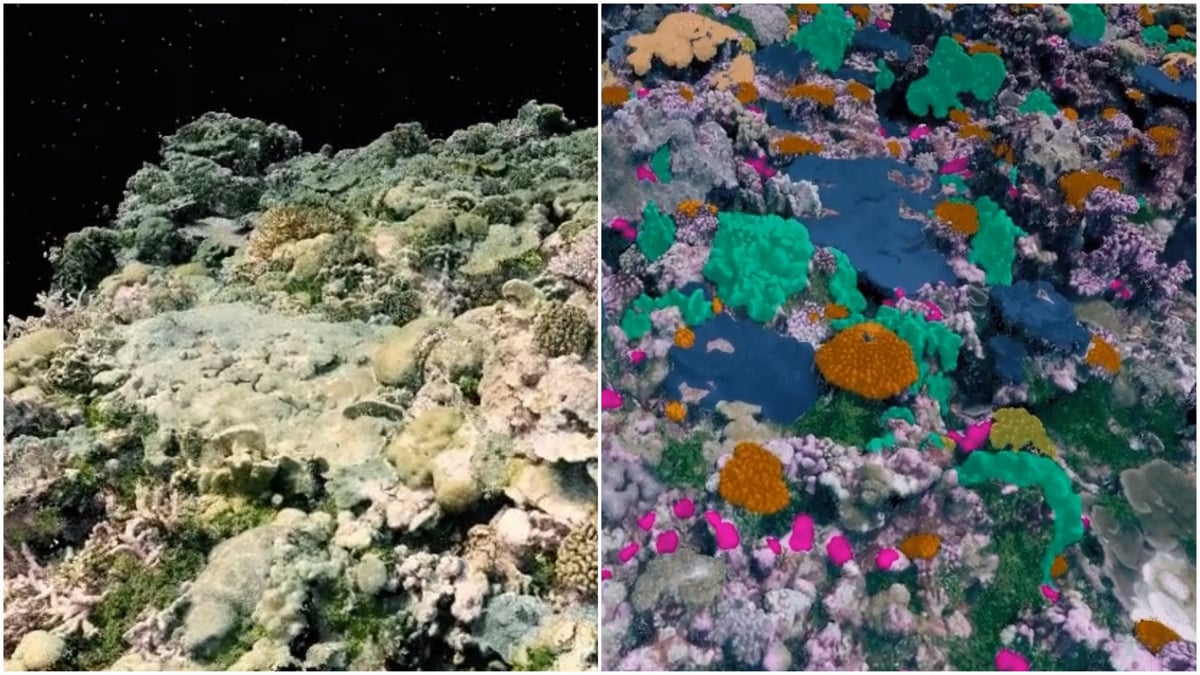 3D visualizations of the coral reefs