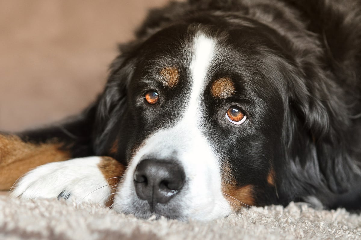 Bernese Mountain Dog