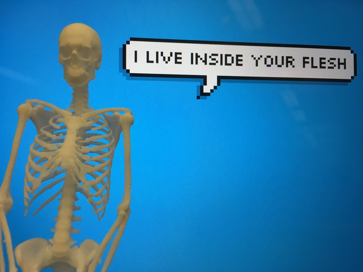 Skeleton