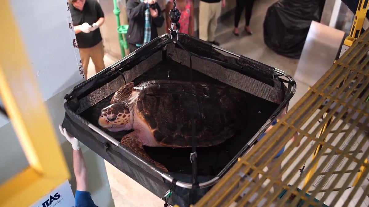 The sea turtle on her way to the lab