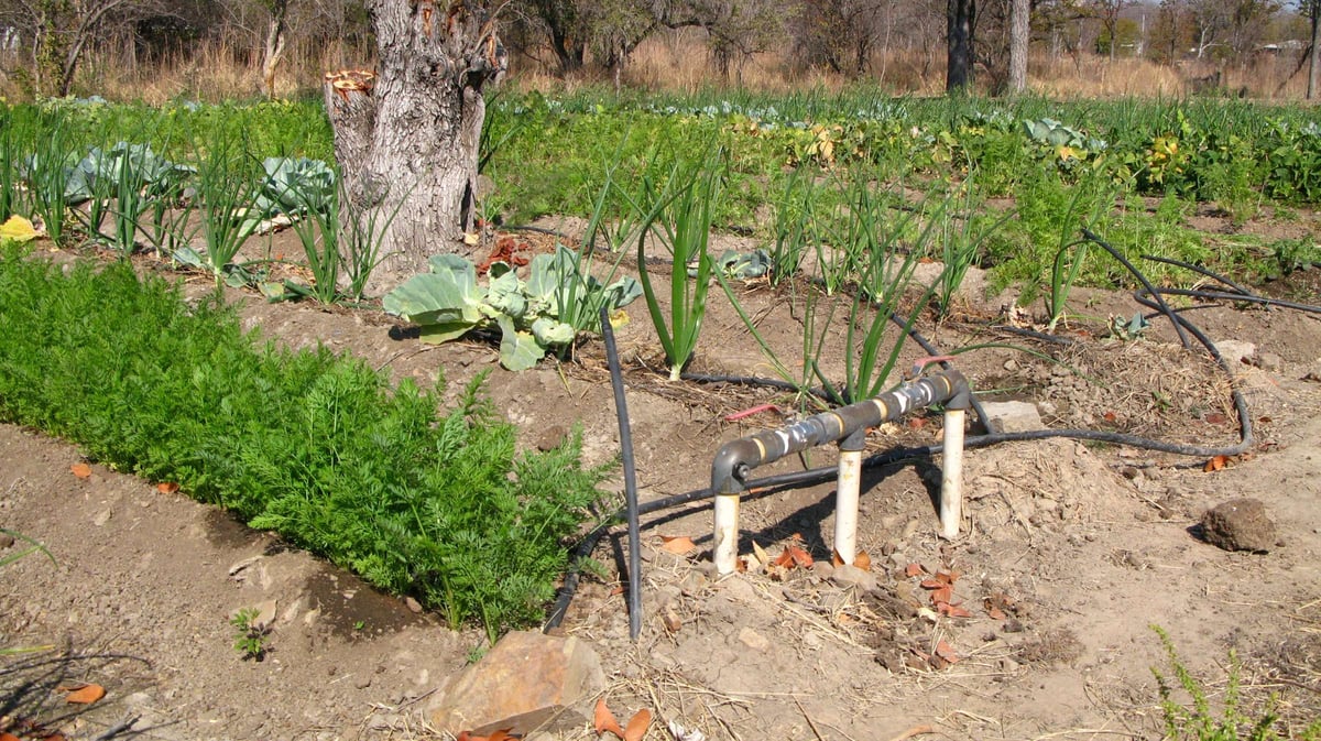 AquaRoot makes effective use of water, unlike conventional irrigation systems