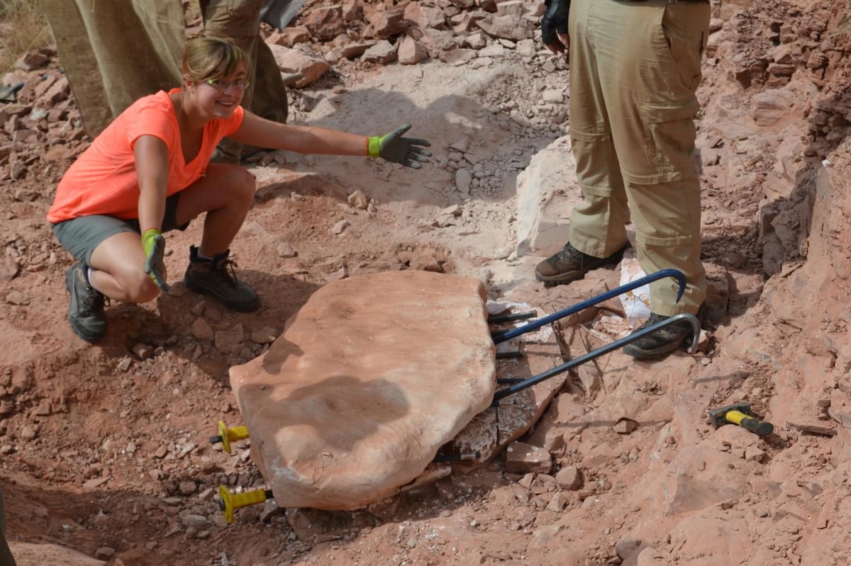 dinosaur skull