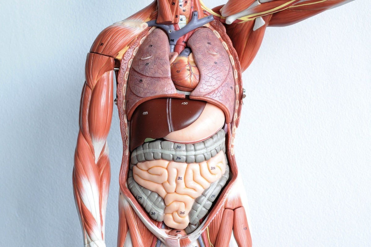3d printed anatomical models