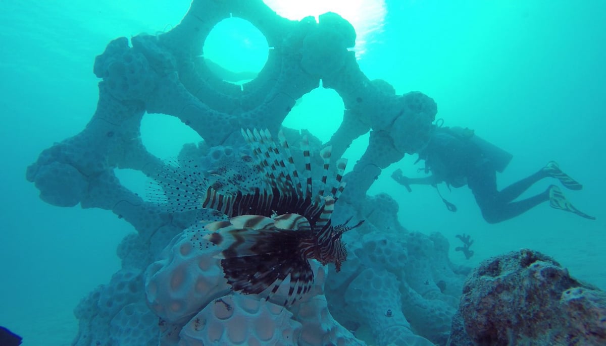 Coral Reef