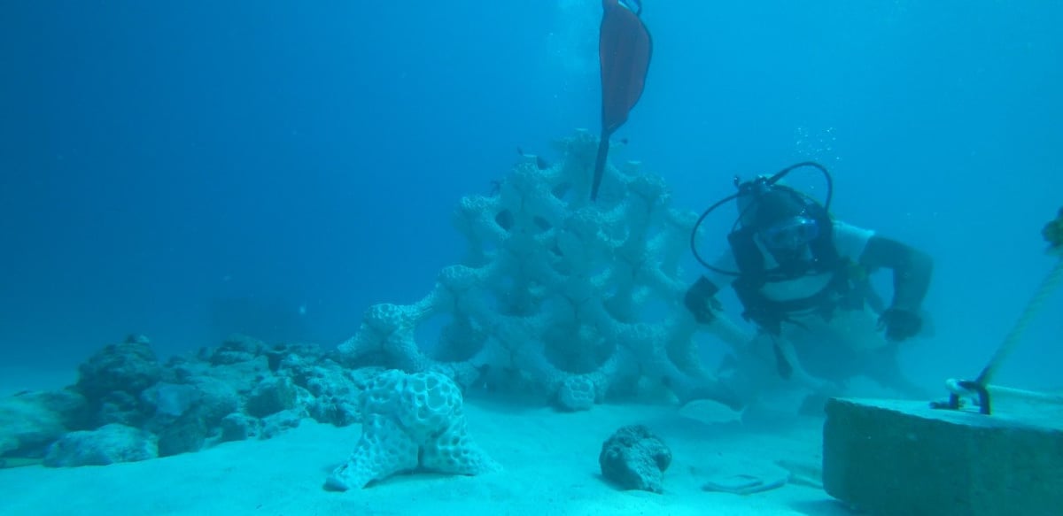 Coral Reef