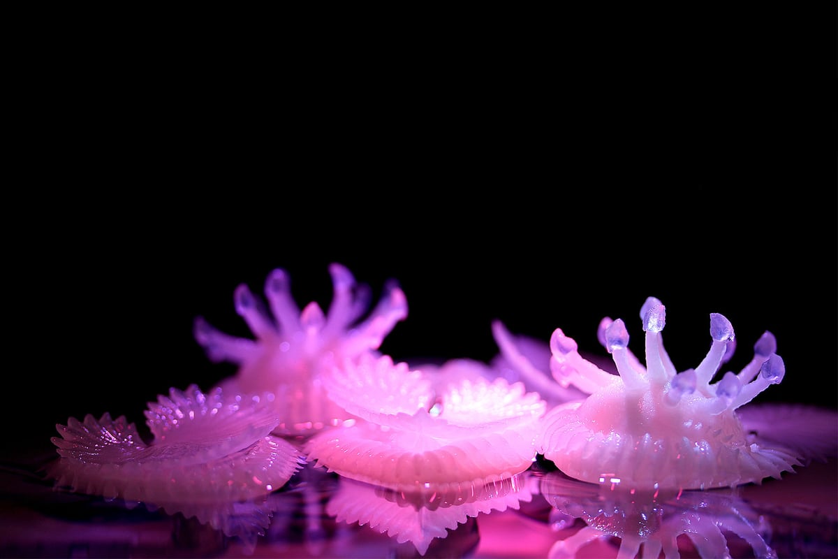 Hydrophytes