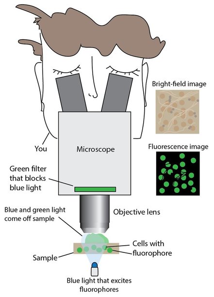 Fluorescence Microscope