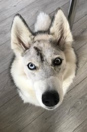 Husky