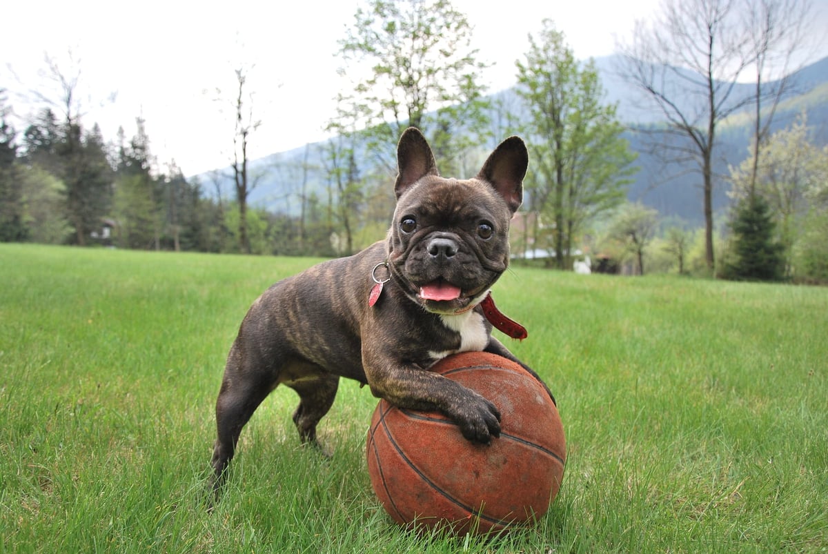 Short-nosed dog breed
