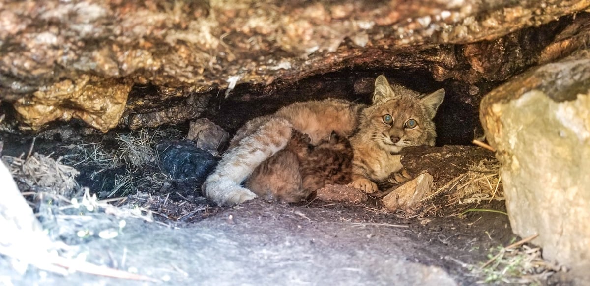 Bobcat