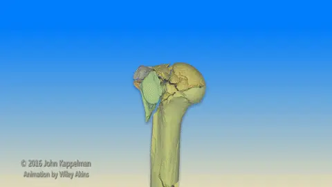 humerus_gif